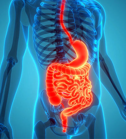 Gut Health